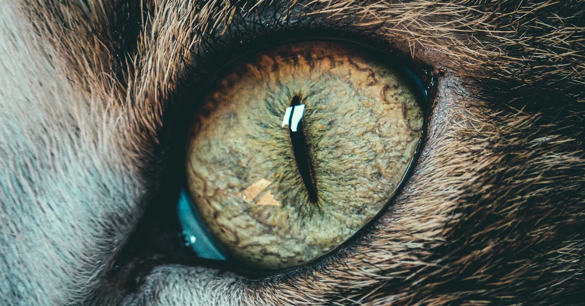 découvrez l'univers fascinant de la vision féline : comment les chats perçoivent le monde, leurs capacités visuelles uniques et les mystères de leur regard perçant. plongez dans cette exploration pour mieux comprendre nos amis à quatre pattes!
