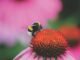 découvrez l'importance de la conservation des abeilles pour la biodiversité et l'agriculture. apprenez des méthodes pratiques pour protéger ces pollinisateurs essentiels et contribuer à un environnement durable.