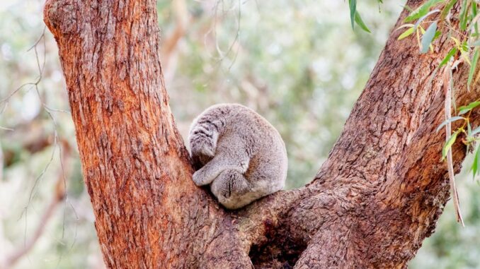 découvrez nos conseils pratiques pour améliorer votre sommeil. apprenez à créer un environnement propice à la détente, à établir une routine de sommeil efficace et à adopter des habitudes favorables pour un repos réparateur.