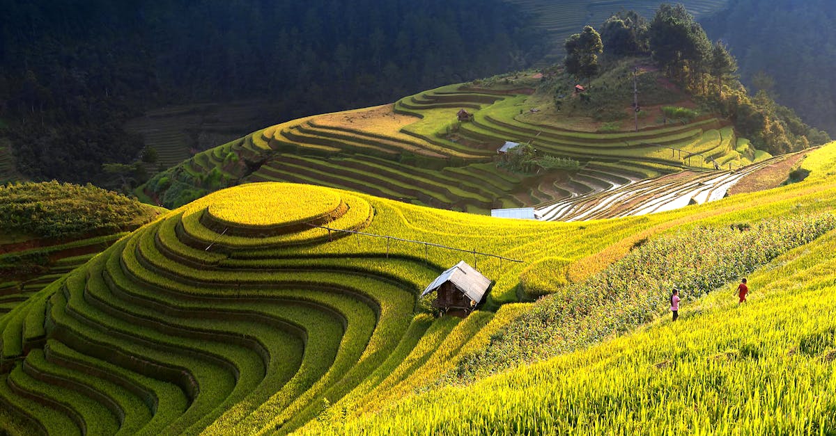 découvrez les pratiques de l'agriculture durable qui préservent l'environnement, améliorent la qualité des sols et favorisent la biodiversité. apprenez comment une approche responsable peut transformer l'agriculture tout en garantissant une alimentation saine et durable pour les générations futures.