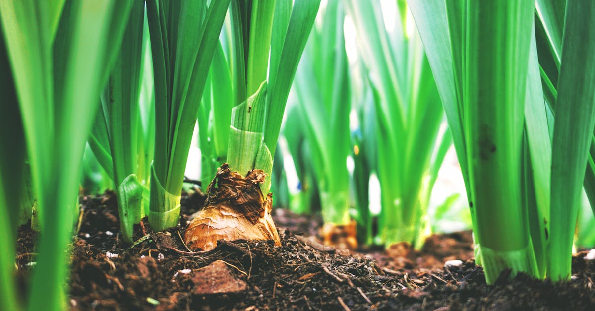 découvrez l'agriculture durable : un mode de production respectueux de l'environnement qui optimise l'utilisation des ressources naturelles, préserve la biodiversité et favorise le développement économique tout en répondant aux besoins alimentaires d'une population croissante.