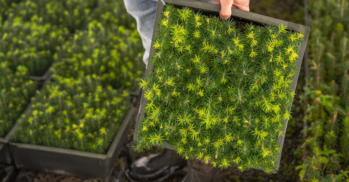 découvrez les pratiques de l'agriculture durable qui préservent l'environnement tout en garantissant une production alimentaire responsable et efficace. informez-vous sur les méthodes innovantes, la gestion des ressources et les bénéfices économiques de l'agriculture écoresponsable.