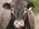 découvrez l'importance du bien-être animal, les pratiques essentielles pour assurer la santé et le bonheur des animaux, ainsi que les initiatives et lois qui protègent nos compagnons à quatre pattes.