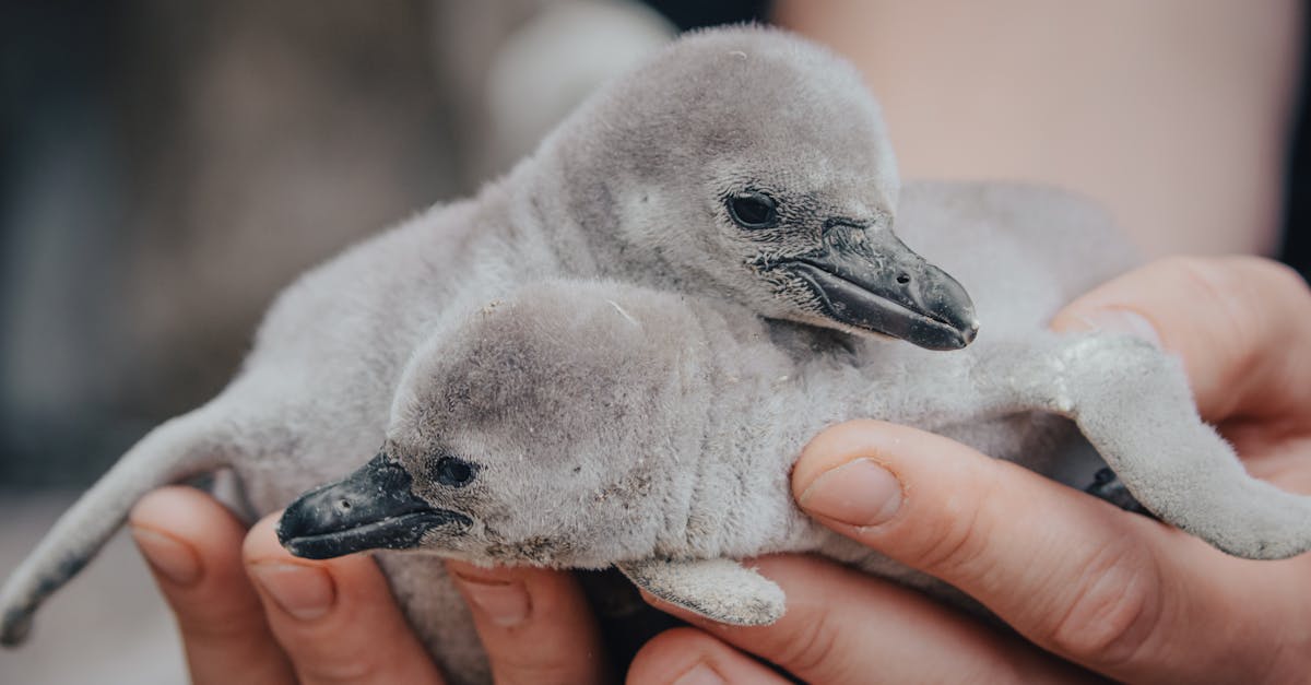 découvrez le monde des sauvetages d'oiseaux, où passion et dévouement se conjuguent pour protéger et réhabiliter nos amis à plumes. apprenez les gestes essentiels pour aider les oiseaux en détresse et rejoignez une communauté engagée dans la préservation de la biodiversité.
