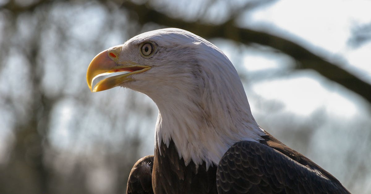 découvrez comment sauver et protéger les oiseaux en détresse grâce à nos conseils et notre expertise en sauvetage aviaire. rejoignez-nous pour faire la différence dans la vie de ces animaux majestueux.