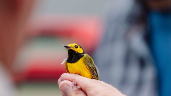 bird rescue découvrez l'univers du sauvetage des oiseaux, où passion et compassion se rencontrent pour protéger nos amis à plumes. apprenez comment participer à leur protection, des conseils pour le soin des oiseaux blessés, et des histoires inspirantes de réhabilitation. engagez-vous pour la sauvegarde de la faune aviaire et faites la différence!