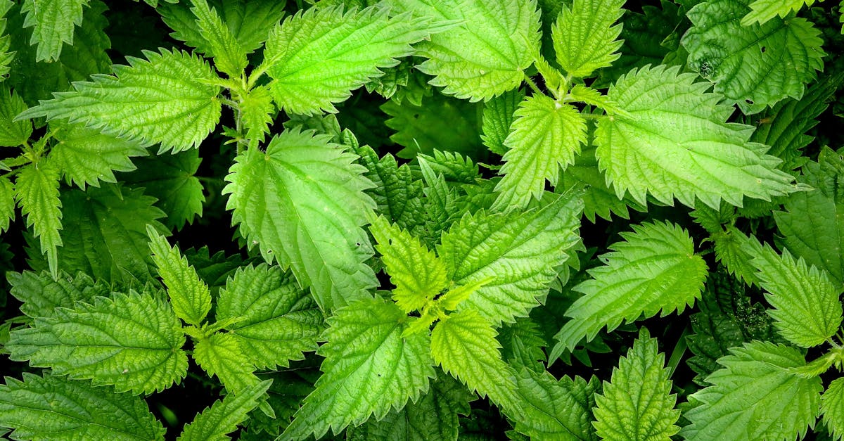 découvrez l'ortie, une plante aux multiples bienfaits, utilisée en cuisine et en médecine. explorez ses propriétés nutritives, ses applications ancestrales et les recettes délicieuses qui rehaussent vos plats.