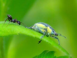 découvrez les bienfaits de l'ortie, cette plante sauvage aux multiples vertus. riche en nutriments, elle peut être utilisée en cuisine, en infusion ou pour ses propriétés médicinales. apprenez comment intégrer l'ortie dans votre quotidien et bénéficier de ses atouts pour la santé.