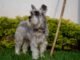 découvrez le monde des chiens à risque, comprenant les races souvent mal jugées et les comportements qui peuvent poser problème. apprenez comment gérer ces animaux, promouvoir leur adoption responsable et assurer la sécurité des familles.