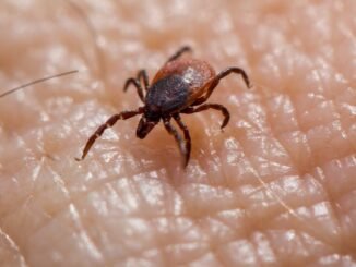 découvrez tout ce qu'il faut savoir sur les morsures d'araignée : symptômes, traitements et conseils de prévention pour une meilleure compréhension des risques liés aux piqûres d'araignées.