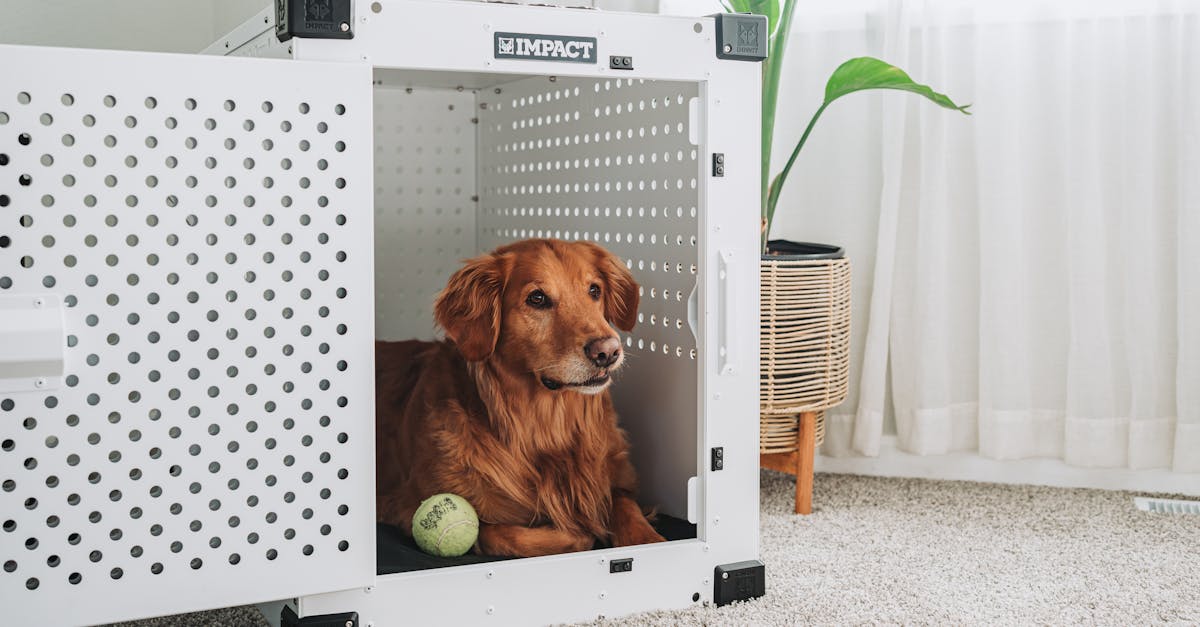 découvrez notre refuge pour animaux, un lieu où les animaux abandonnés trouvent un amour et une protection. adoptez un compagnon fidèle et faites une différence dans la vie d'un animal en quête de foyer.