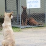 découvrez notre refuge pour animaux, un lieu où compassion et amour se rencontrent. adoptez un compagnon à quatre pattes et offrez-lui une seconde chance dans la vie. rejoignez-nous pour sauver de nombreux animaux en attente d'une famille aimante.