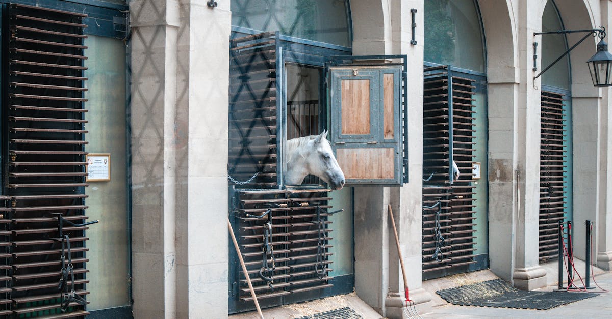 découvrez notre refuge pour animaux, un lieu dédié à sauver, soigner et placer des animaux abandonnés. rejoignez-nous pour donner une seconde chance à nos amis à quatre pattes et trouvez le compagnon idéal à adopter.