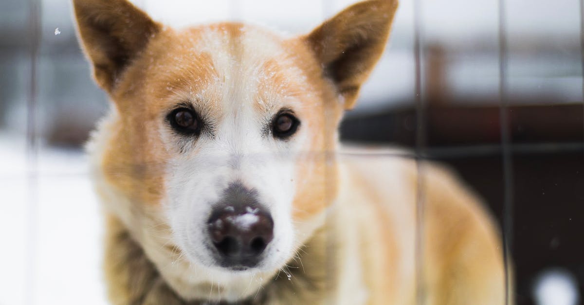 découvrez notre refuge animalier, un lieu dédié au sauvetage et à l'adoption d'animaux dans le besoin. rejoignez-nous pour offrir une seconde chance à nos amis à quatre pattes et trouvez votre compagnon idéal dans un environnement chaleureux et accueillant.