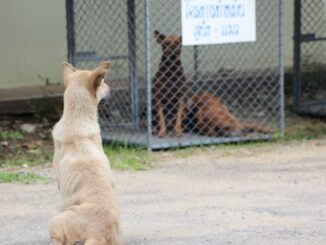 découvrez notre refuge pour animaux, un lieu où compassion et amour se rencontrent. adoptez un compagnon à quatre pattes et offrez-lui une seconde chance dans la vie. rejoignez-nous pour sauver de nombreux animaux en attente d'une famille aimante.