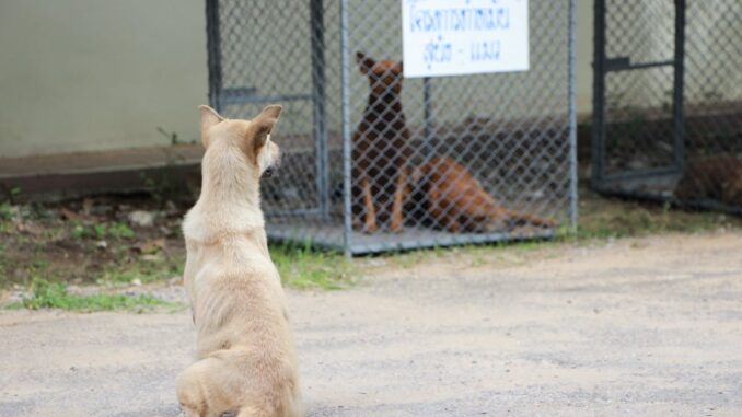 animal shelter découvrez notre refuge pour animaux, un lieu où compassion et amour se rencontrent. adoptez un compagnon à quatre pattes et offrez-lui une seconde chance dans la vie. rejoignez-nous pour sauver de nombreux animaux en attente d'une famille aimante.