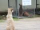 découvrez notre refuge pour animaux, un lieu où compassion et amour se rencontrent. adoptez un compagnon à quatre pattes et offrez-lui une seconde chance dans la vie. rejoignez-nous pour sauver de nombreux animaux en attente d'une famille aimante.