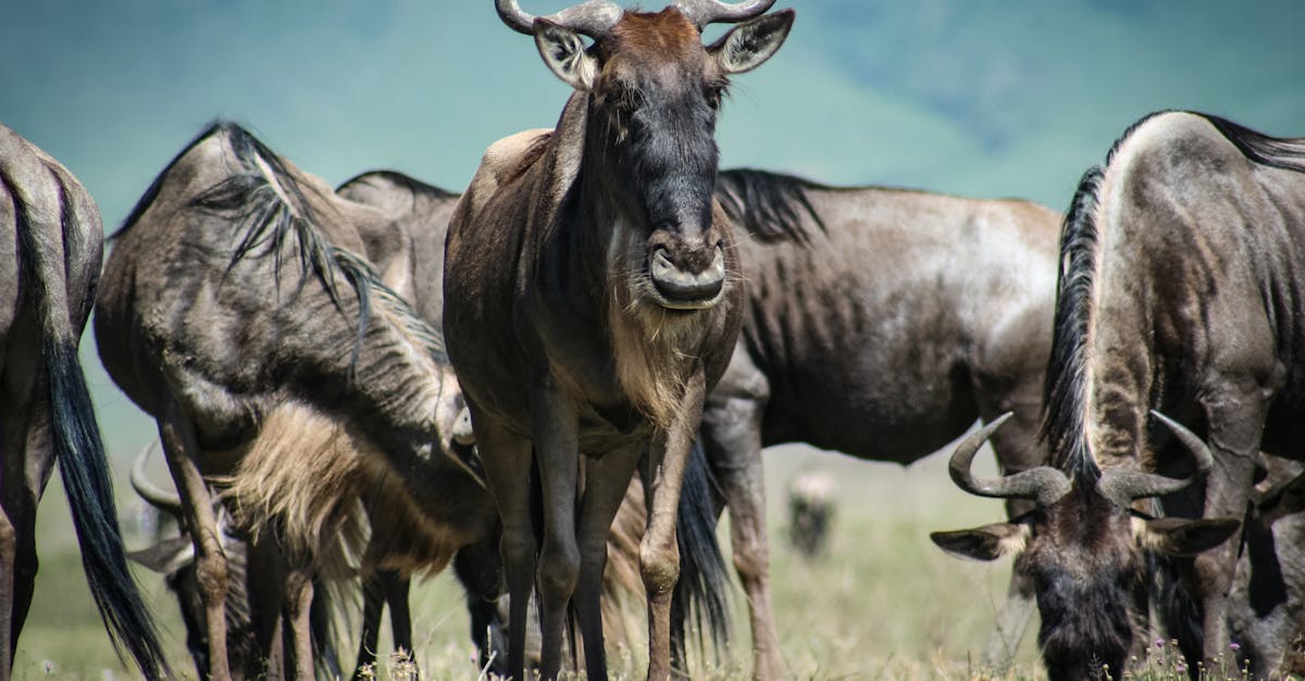 découvrez les enjeux et les processus de la migration, qu'elle soit humaine, animale ou technologique. explorez les défis, les opportunités et les impacts de ce phénomène omniprésent dans notre monde moderne.