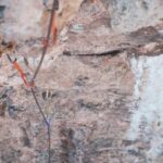 découvrez les répulsifs naturels, une solution efficace et respectueuse de l'environnement pour éloigner les insectes et autres nuisibles. explorez nos conseils et recettes pour créer vos propres répulsifs avec des ingrédients sains et biodégradables.