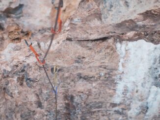 découvrez les répulsifs naturels, une solution efficace et respectueuse de l'environnement pour éloigner les insectes et autres nuisibles. explorez nos conseils et recettes pour créer vos propres répulsifs avec des ingrédients sains et biodégradables.