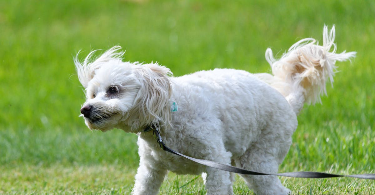protégez votre compagnon à quatre pattes avec notre assurance animaux. bénéficiez d'une couverture complète pour les soins vétérinaires, les accidents et les maladies, assurant ainsi le bien-être de votre fidèle ami.