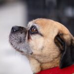 assurez la santé de votre animal avec notre assurance pour animaux de compagnie. protégez votre fidèle compagnon contre les imprévus vétérinaires et offrez-lui le meilleur soin sans vous ruiner.