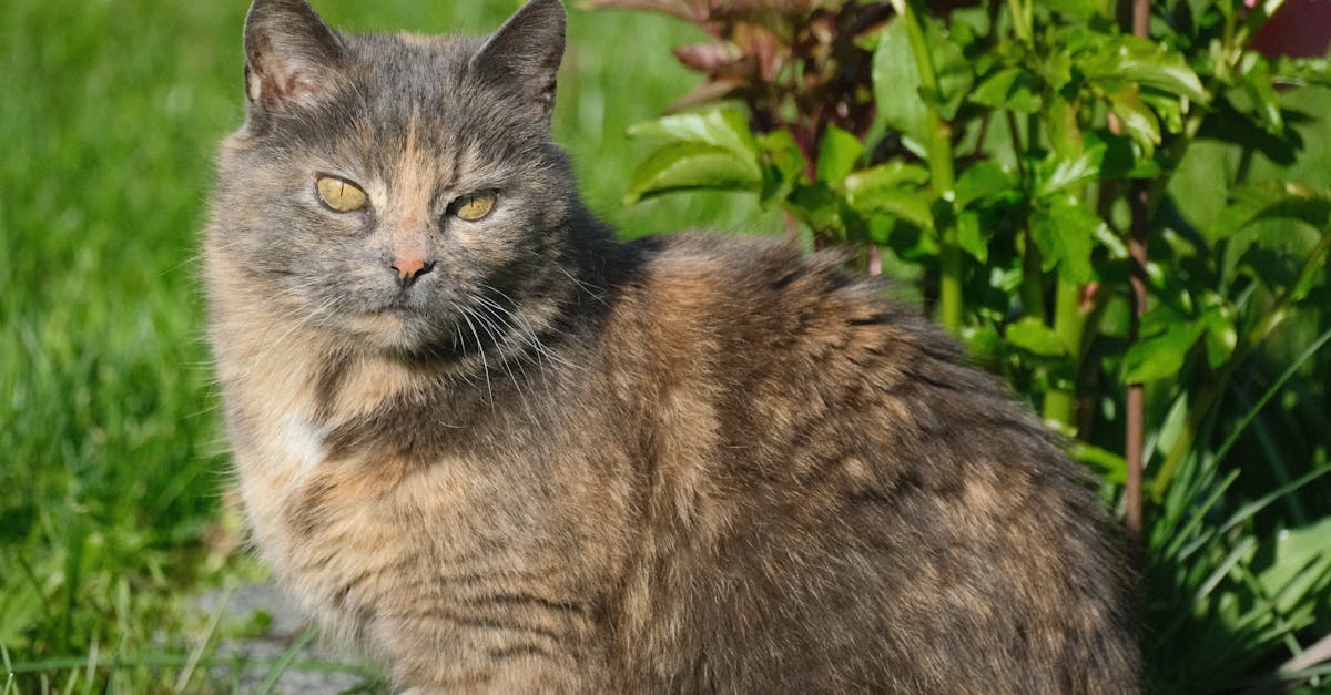 découvrez nos solutions d'assurance pour animaux de compagnie, offrant une couverture complète pour les soins vétérinaires, les accidents et les maladies. protégez votre compagnon à quatre pattes et assurez-lui une vie sans soucis.