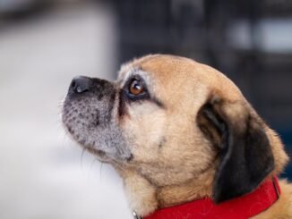 assurez la santé de votre animal avec notre assurance pour animaux de compagnie. protégez votre fidèle compagnon contre les imprévus vétérinaires et offrez-lui le meilleur soin sans vous ruiner.