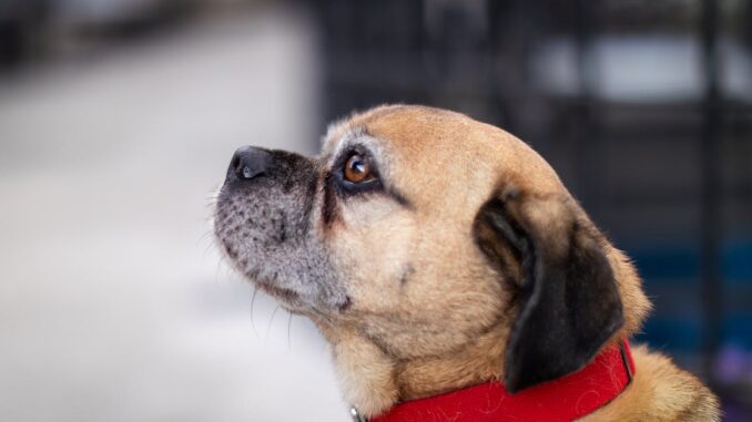 pet insurance assurez la santé de votre animal avec notre assurance pour animaux de compagnie. protégez votre fidèle compagnon contre les imprévus vétérinaires et offrez-lui le meilleur soin sans vous ruiner.