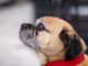 assurez la santé de votre animal avec notre assurance pour animaux de compagnie. protégez votre fidèle compagnon contre les imprévus vétérinaires et offrez-lui le meilleur soin sans vous ruiner.