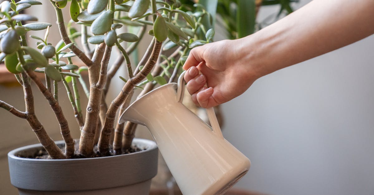 découvrez les meilleures pratiques pour arroser vos plantes efficacement. apprenez à déterminer les besoins en eau de vos végétaux, à éviter les excès d'humidité et à garantir une croissance saine grâce à un arrosage adapté.