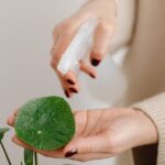 découvrez des astuces efficaces pour l'arrosage de vos plantes. apprenez à bien hydrater vos fleurs et plantes d'intérieur pour favoriser leur croissance et leur épanouissement. obtenez des conseils pratiques sur la fréquence, les techniques d'arrosage et les premiers signes de déshydratation.