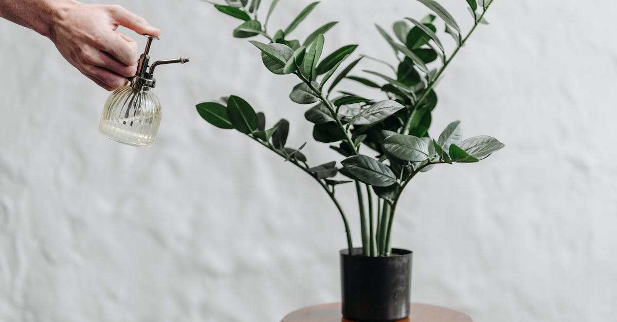 découvrez nos conseils pratiques pour l'arrosage des plantes. apprenez à fournir à vos végétaux l'humidité dont ils ont besoin pour s'épanouir et restez informé sur les meilleures techniques d'arrosage adaptées à chaque type de plante.