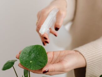 découvrez des astuces efficaces pour l'arrosage de vos plantes. apprenez à bien hydrater vos fleurs et plantes d'intérieur pour favoriser leur croissance et leur épanouissement. obtenez des conseils pratiques sur la fréquence, les techniques d'arrosage et les premiers signes de déshydratation.