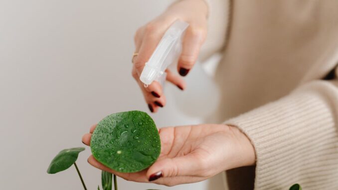 plant watering découvrez des astuces efficaces pour l'arrosage de vos plantes. apprenez à bien hydrater vos fleurs et plantes d'intérieur pour favoriser leur croissance et leur épanouissement. obtenez des conseils pratiques sur la fréquence, les techniques d'arrosage et les premiers signes de déshydratation.