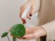 découvrez des astuces efficaces pour l'arrosage de vos plantes. apprenez à bien hydrater vos fleurs et plantes d'intérieur pour favoriser leur croissance et leur épanouissement. obtenez des conseils pratiques sur la fréquence, les techniques d'arrosage et les premiers signes de déshydratation.