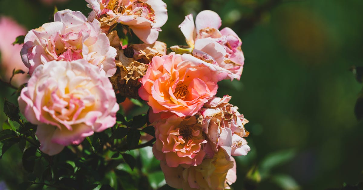 découvrez notre collection de roses téléphones, un mélange unique de beauté florale et de technologie moderne. parfait pour offrir ou se faire plaisir, ces créations allient esthétisme et fonctionnalité. idéal pour les amateurs de décoration originale!