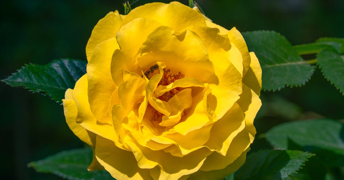 découvrez notre collection de roses téléphoniques, des créations uniques alliant élégance et modernité. parfaites pour offrir ou embellir votre intérieur, ces roses apportent une touche romantique à chaque appel. commandez dès maintenant et laissez-vous séduire par leur charme!