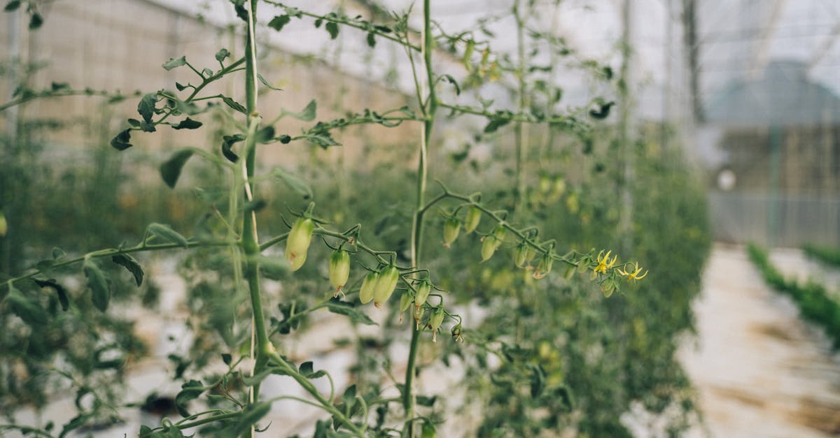 découvrez les dernières innovations en technologie agricole qui transforment le secteur. apprenez comment les développements en matière de drones, capteurs et logiciels améliorent la productivité, la durabilité et la gestion des ressources dans l'agriculture moderne.