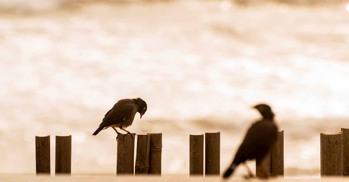 découvrez l'univers fascinant des corbeaux : des oiseaux intelligents et adaptables, à la symbolique riche dans diverses cultures. apprenez en plus sur leur comportement, leur habitat et leur rôle dans l'écosystème.