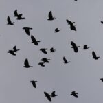 découvrez l'univers fascinant des corbeaux, ces oiseaux intelligents et mystérieux. apprenez-en plus sur leur comportement social, leur habitat et leur rôle dans l'écosystème. plongez dans le monde des corbeaux et explorez leurs mythes et légendes à travers les cultures.