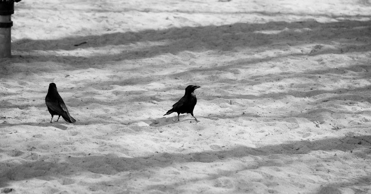 découvrez l'univers fascinant des corbeaux, ces oiseaux intelligents et mystérieux, symboles de sagesse et de mystère dans de nombreuses cultures. plongez dans leur comportement social, leur communication unique et leur rôle dans l'écosystème.