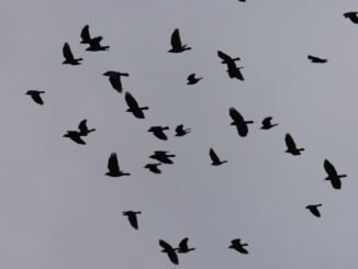 découvrez l'univers fascinant des corbeaux, ces oiseaux intelligents et mystérieux. apprenez-en plus sur leur comportement social, leur habitat et leur rôle dans l'écosystème. plongez dans le monde des corbeaux et explorez leurs mythes et légendes à travers les cultures.