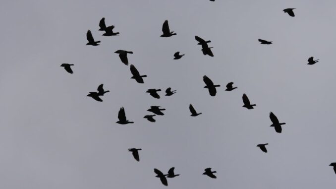 crows découvrez l'univers fascinant des corbeaux, ces oiseaux intelligents et mystérieux. apprenez-en plus sur leur comportement social, leur habitat et leur rôle dans l'écosystème. plongez dans le monde des corbeaux et explorez leurs mythes et légendes à travers les cultures.