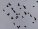 découvrez l'univers fascinant des corbeaux, ces oiseaux intelligents et mystérieux. apprenez-en plus sur leur comportement social, leur habitat et leur rôle dans l'écosystème. plongez dans le monde des corbeaux et explorez leurs mythes et légendes à travers les cultures.