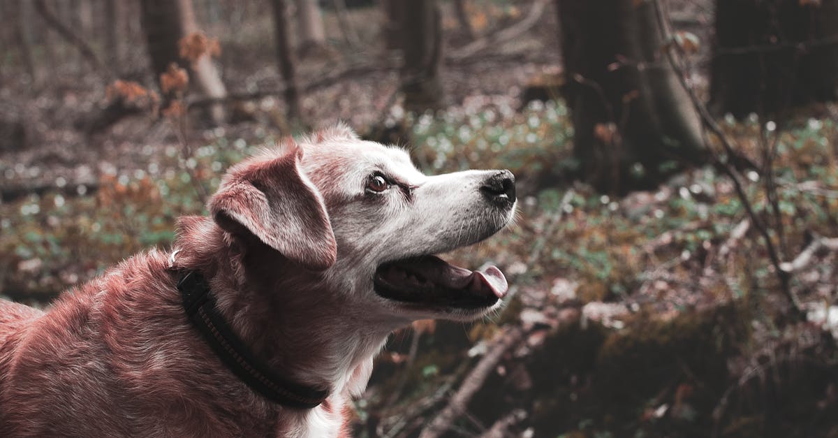 découvrez pourquoi les chiens aboient et comment comprendre leurs aboiements. apprenez des astuces pour apaiser votre chien et améliorer la communication avec votre compagnon à quatre pattes.