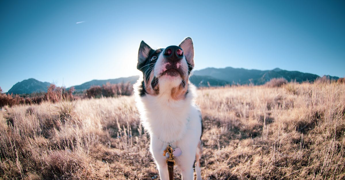 découvrez les raisons derrière l'aboiement des chiens et comment gérer ce comportement. apprenez des astuces pratiques pour apaiser votre compagnon à quatre pattes tout en préservant la tranquillité de votre foyer.