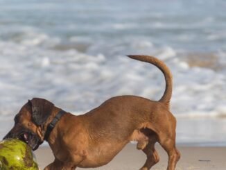 découvrez les raisons pour lesquelles les chiens aboient et comment gérer ce comportement. apprenez des astuces pour réduire les aboiements excessifs et améliorer la communication avec votre compagnon à quatre pattes.