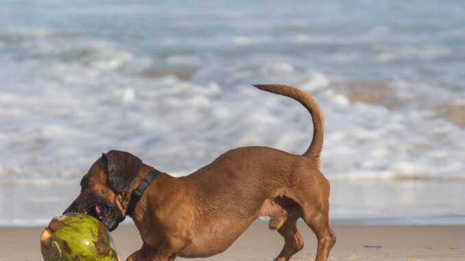 dog barking découvrez les raisons pour lesquelles les chiens aboient et comment gérer ce comportement. apprenez des astuces pour réduire les aboiements excessifs et améliorer la communication avec votre compagnon à quatre pattes.
