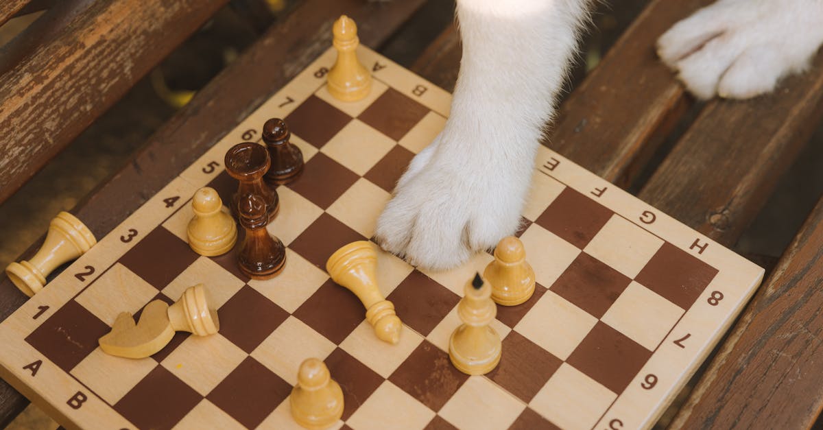 offrez à votre compagnon à quatre pattes un séjour agréable et sécurisé lors de votre absence avec notre service de pension canine. profitez de notre expertise, de notre attention personnalisée et d'un cadre convivial pour le bien-être de votre chien.